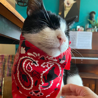 "The Icon - Stray Charles" Human & Pet Bandana