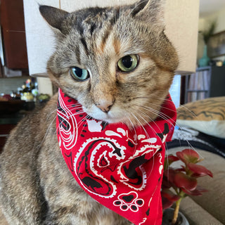 "The Icon - Stray Charles" Human & Pet Bandana