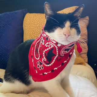 "The Icon - Stray Charles" Human & Pet Bandana