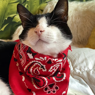 "The Icon - Stray Charles" Human & Pet Bandana