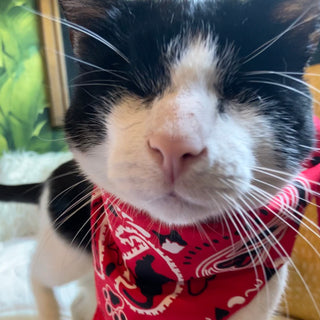 "The Icon - Stray Charles" Human & Pet Bandana