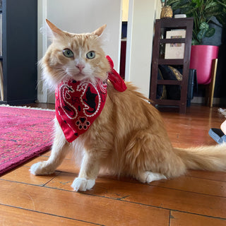 "The Icon - Stray Charles" Human & Pet Bandana